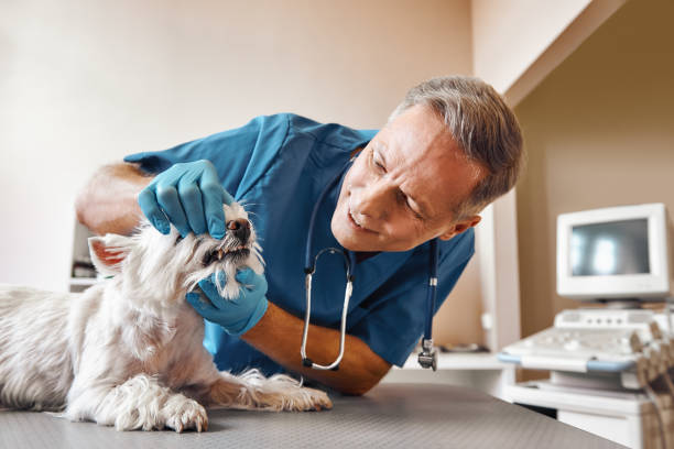 Best Emergency Dental Care for Trauma or Injury in Walnut Creek, NC